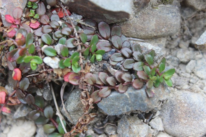 Epilobium alsinoides, photographed by Joe Dillon