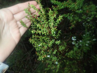 Epacris pulchella, photographed by Thomas Mesaglio