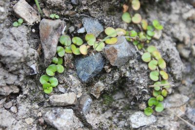 Epilobium nummulariifolium, photographed by Joe Dillon