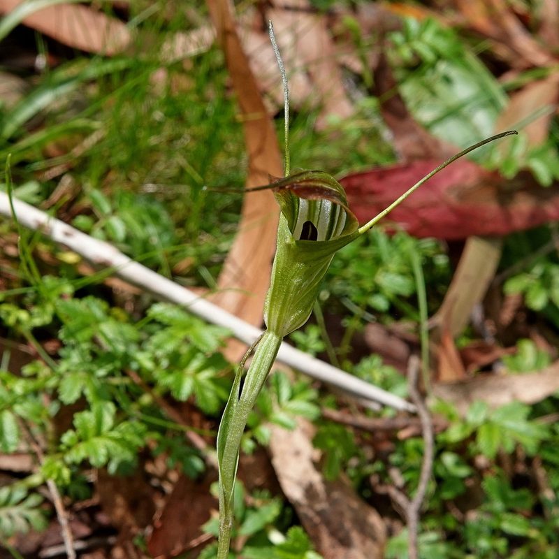 Pterostylis decurva, photographed by Max Campbell