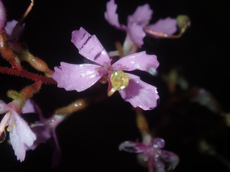 Stylidium graminifolium, photographed by Thomas Mesaglio