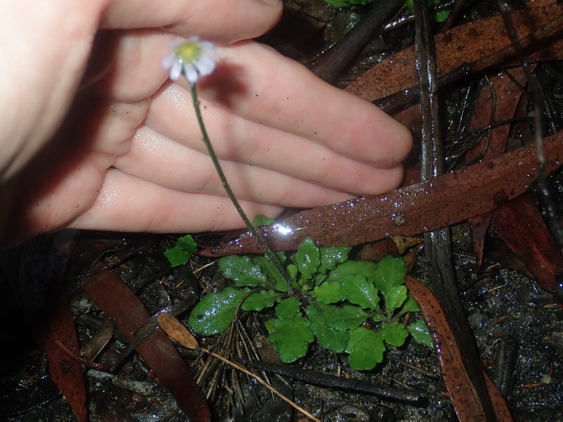 Lagenophora stipitata, photographed by Thomas Mesaglio