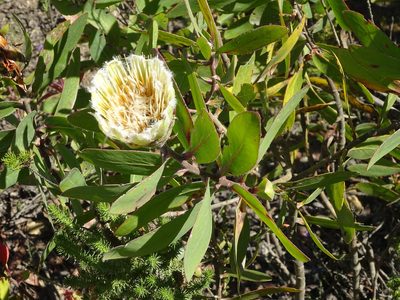 Protea mundii, photographed by Shaun Swanepoel
