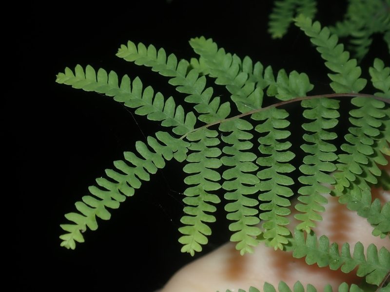Gleichenia rupestris, photographed by Thomas Mesaglio