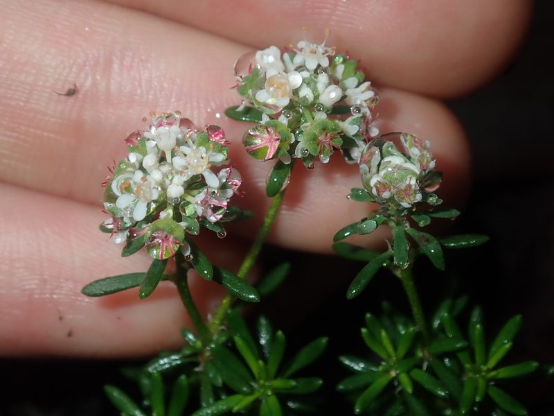 Poranthera ericifolia, photographed by Thomas Mesaglio