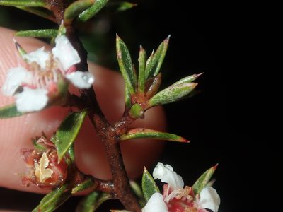 Leptospermum arachnoides, photographed by Thomas Mesaglio