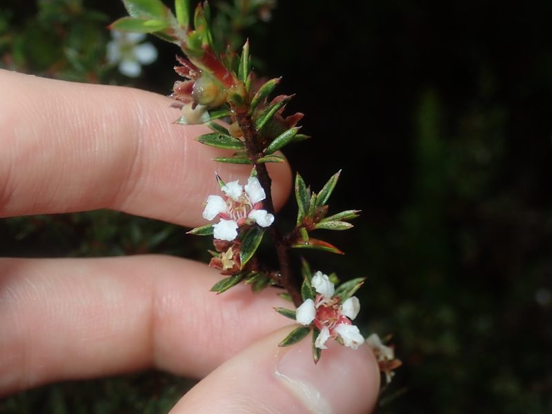 Leptospermum arachnoides, photographed by Thomas Mesaglio