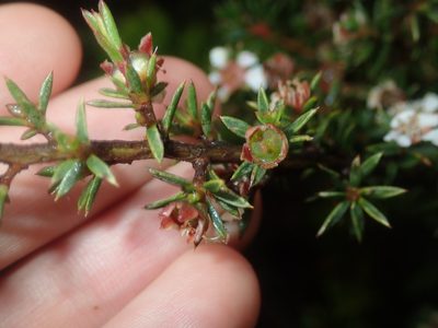 Leptospermum arachnoides, photographed by Thomas Mesaglio