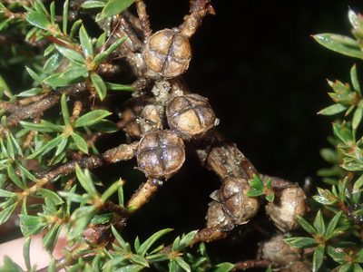 Leptospermum arachnoides, photographed by Thomas Mesaglio