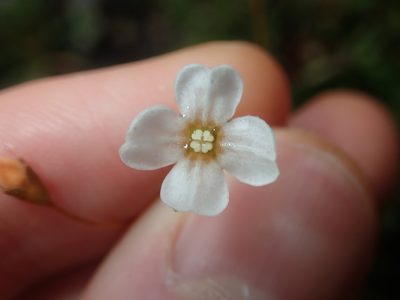 Mitrasacme polymorpha, photographed by Thomas Mesaglio