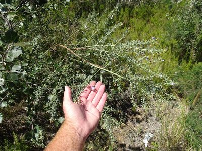 Psoralea axillaris, photographed by Shaun Swanepoel