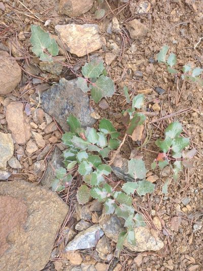 Berberis pumila, photographed by Drew Meyer