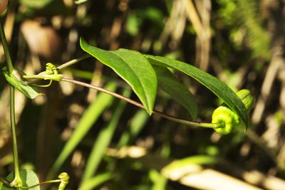 Passiflora trisulca, photographed by Daniel Mesa