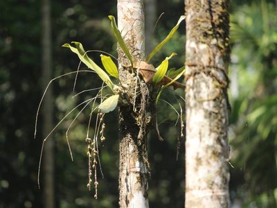 Coelogyne pallida, photographed by Firos AK