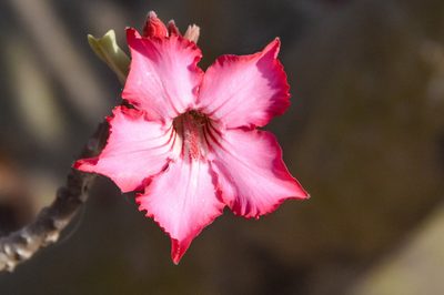Adenium obesum, photographed by Jay Pruett