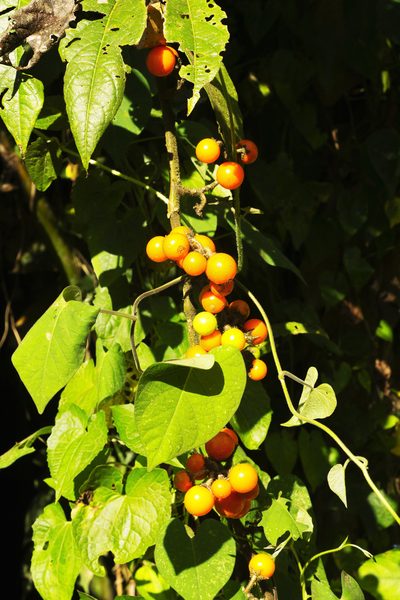 Solanum aturense, photographed by Daniel Mesa