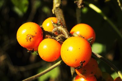 Solanum aturense, photographed by Daniel Mesa