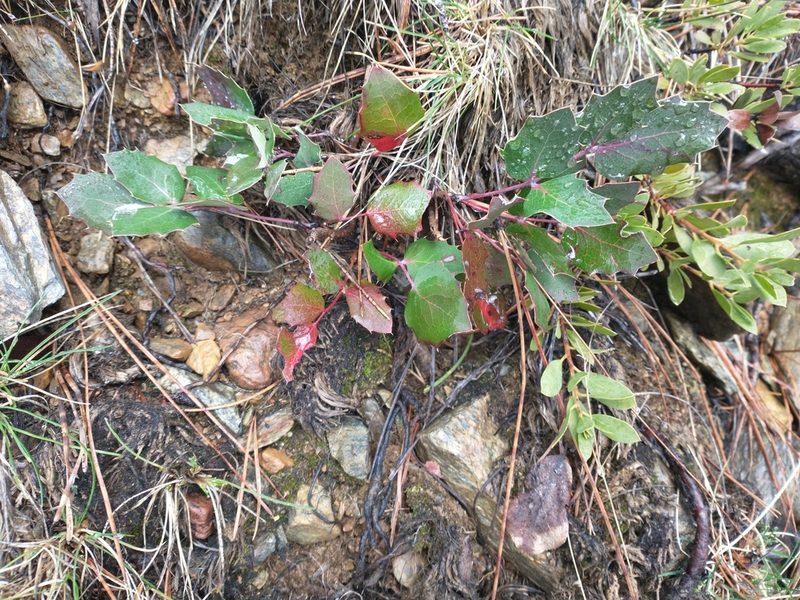 Berberis pumila, photographed by Drew Meyer
