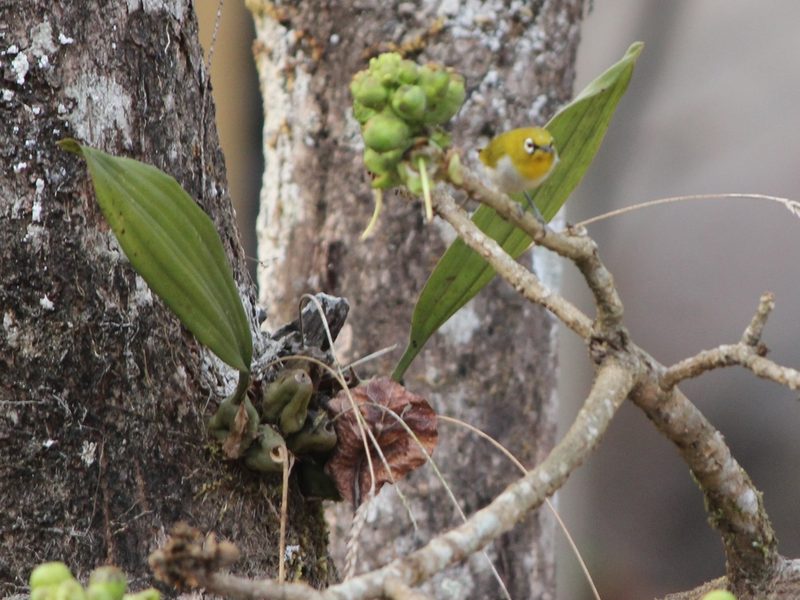 Coelogyne pallida, photographed by Firos AK