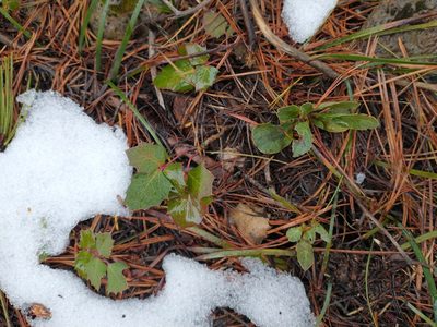 Berberis pumila, photographed by Drew Meyer