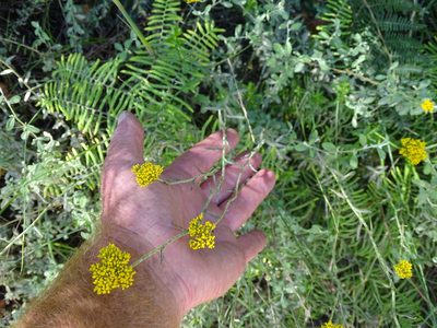 Helichrysum cymosum, photographed by Shaun Swanepoel
