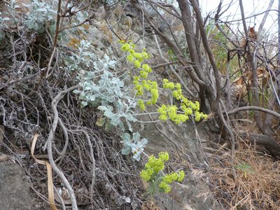 Eriogonum crocatum, photographed by Zack Abbey