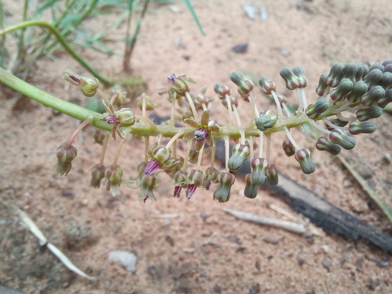 Ledebouria inquinata, photographed by Kelly Abram