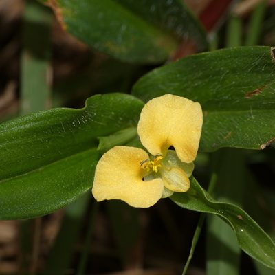 Commelina africana, photographed by Jonathan Whitaker