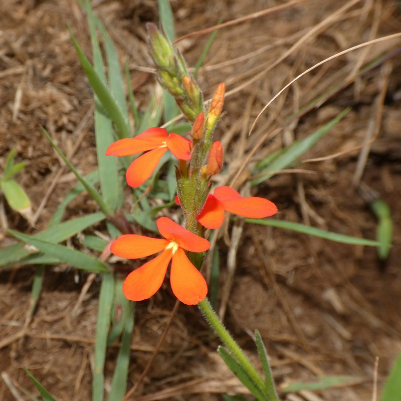 Striga elegans, photographed by Jonathan Whitaker