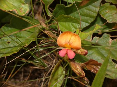 Rhynchosia monophylla, photographed by Jonathan Whitaker