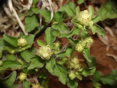 Acanthospermum australe, photographed by Jonathan Whitaker