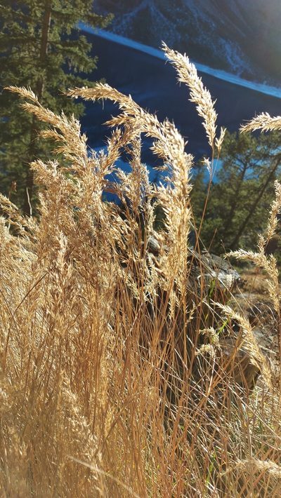 Achnatherum calamagrostis, photographed by Gergely Nigg