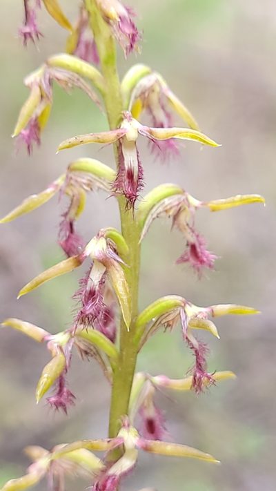 Genoplesium fimbriatum, photographed by Eamonn Culhane