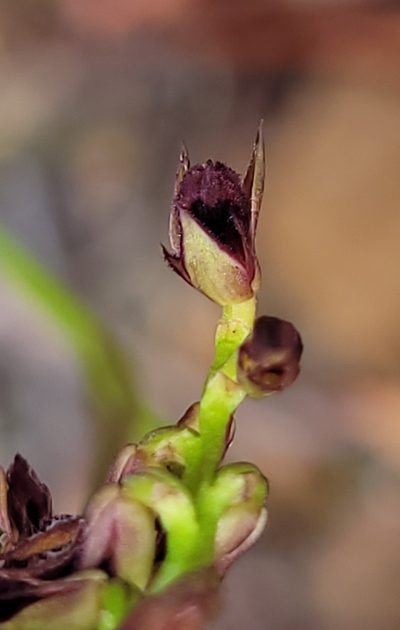 Genoplesium filiforme, photographed by Eamonn Culhane
