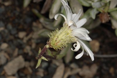 Celmisia angustifolia, photographed by Jacob Littlejohn