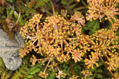 Anisotome flexuosa, photographed by Jacob Littlejohn