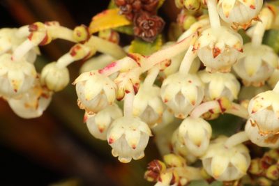 Gaultheria crassa, photographed by Jacob Littlejohn