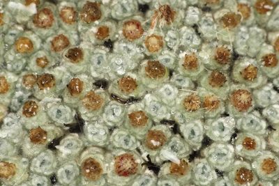 Raoulia eximia, photographed by Jacob Littlejohn