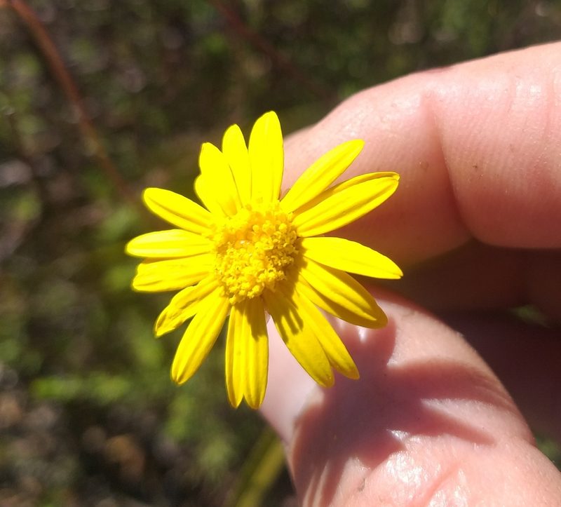Ursinia discolor, photographed by kevin koen