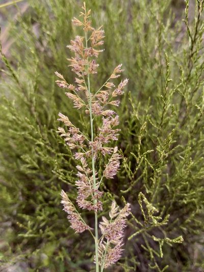 Eragrostis gummiflua, photographed by kevin koen