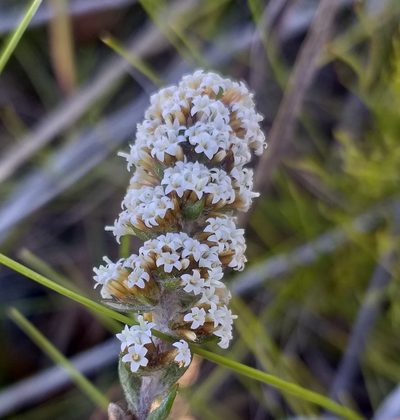 Stoebe phyllostachya, photographed by kevin koen