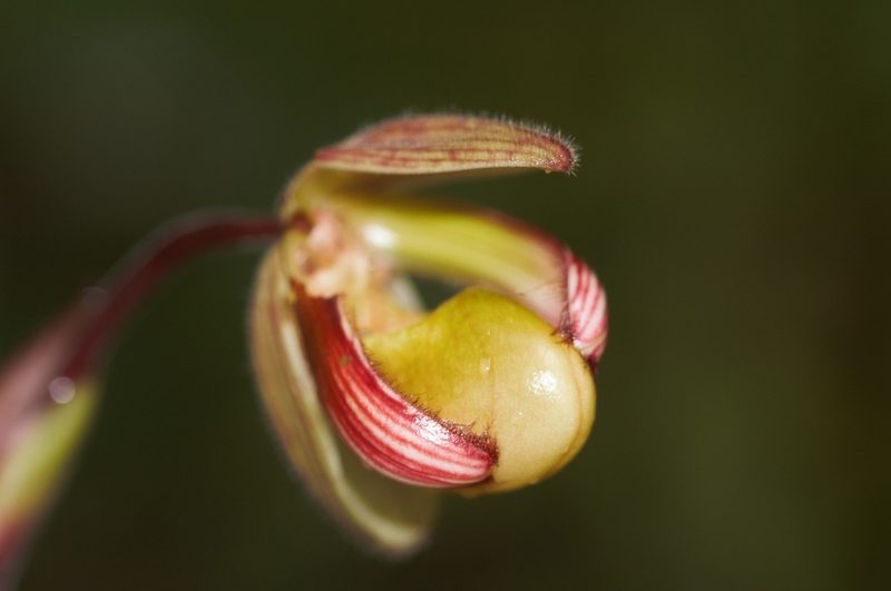 Phragmipedium lindleyanum, photographed by Guillaume Delaitre