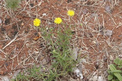 Felicia mossamedensis, photographed by Kelly Abram