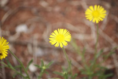 Felicia mossamedensis, photographed by Kelly Abram