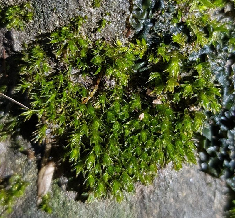 Geheebia tophacea, photographed by Helen Waterman