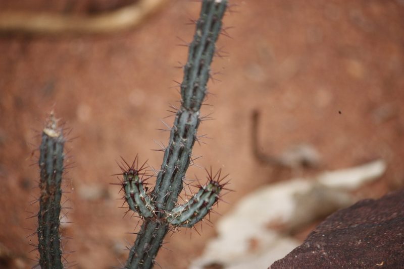 Euphorbia louwii, photographed by Kelly Abram