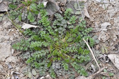 Potentilla supina, photographed by Zinogre