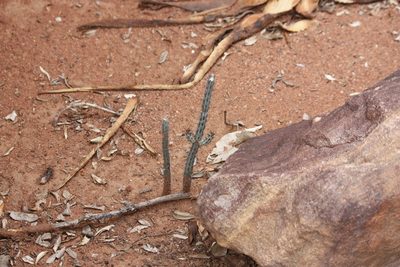 Euphorbia louwii, photographed by Kelly Abram
