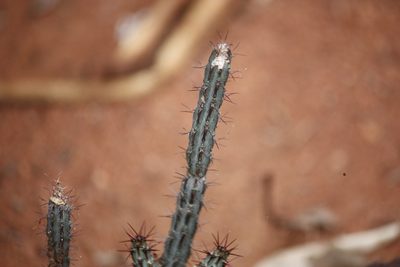 Euphorbia louwii, photographed by Kelly Abram
