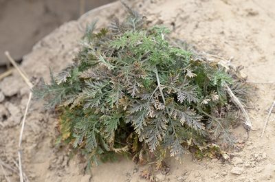 Artemisia annua, photographed by Zinogre